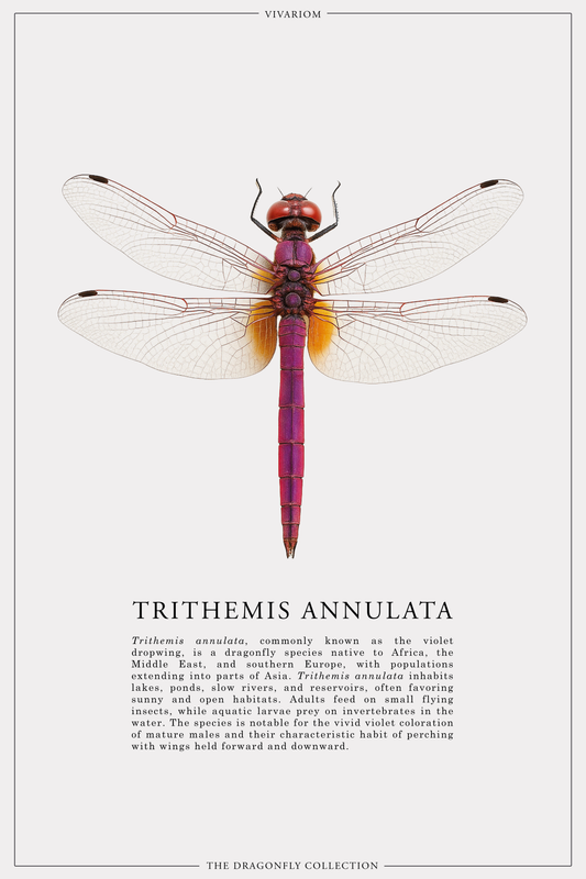 TRITHEMIS ANNULATA