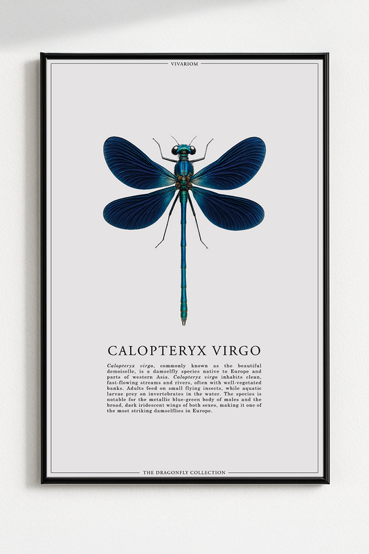 CALOPTERYX VIRGO