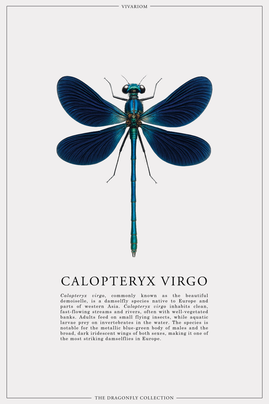 CALOPTERYX VIRGO