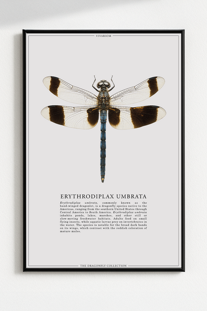 ERYTHRODIPLAX UMBRATA