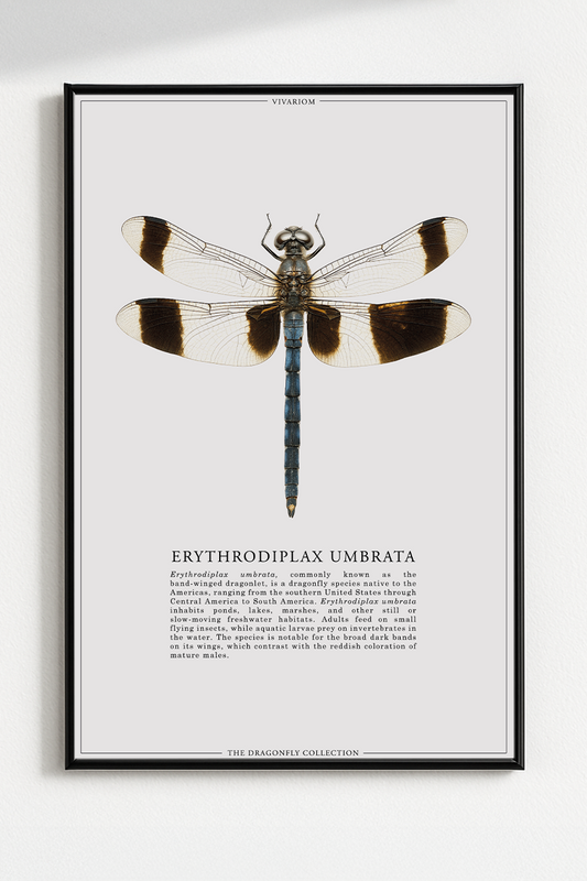 ERYTHRODIPLAX UMBRATA