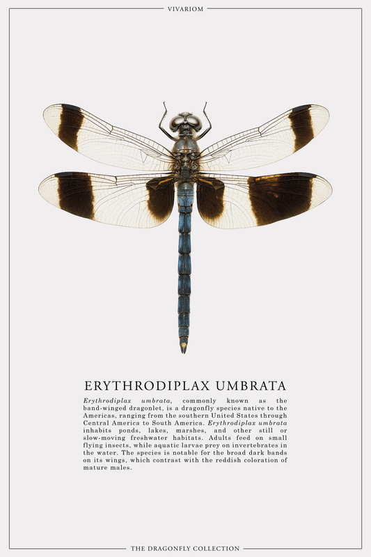 ERYTHRODIPLAX UMBRATA