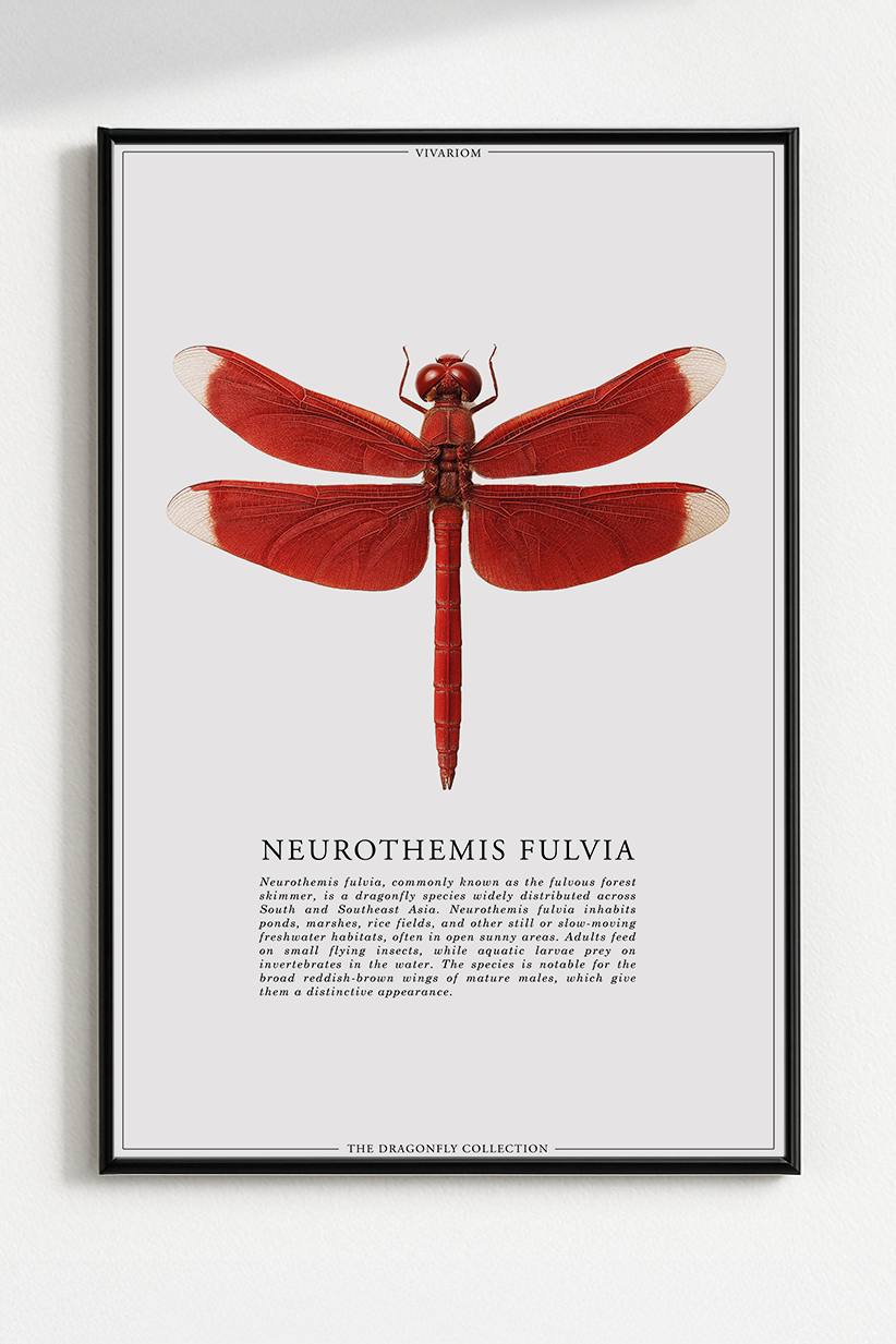 NEUROTHEMIS FULVIA
