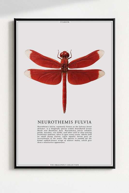 NEUROTHEMIS FULVIA