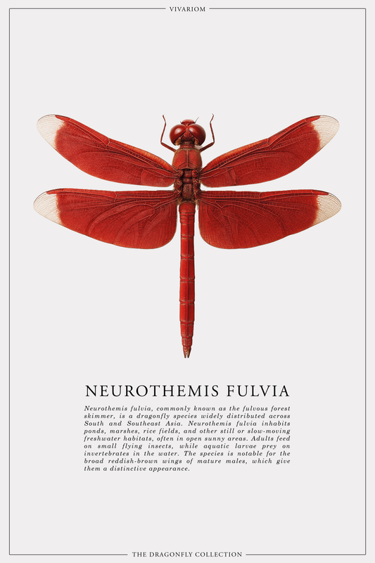 NEUROTHEMIS FULVIA