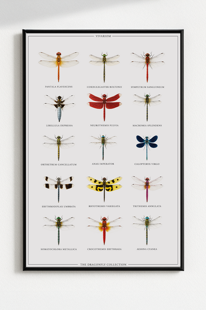DRAGONFLIES COLLECTORS POSTER