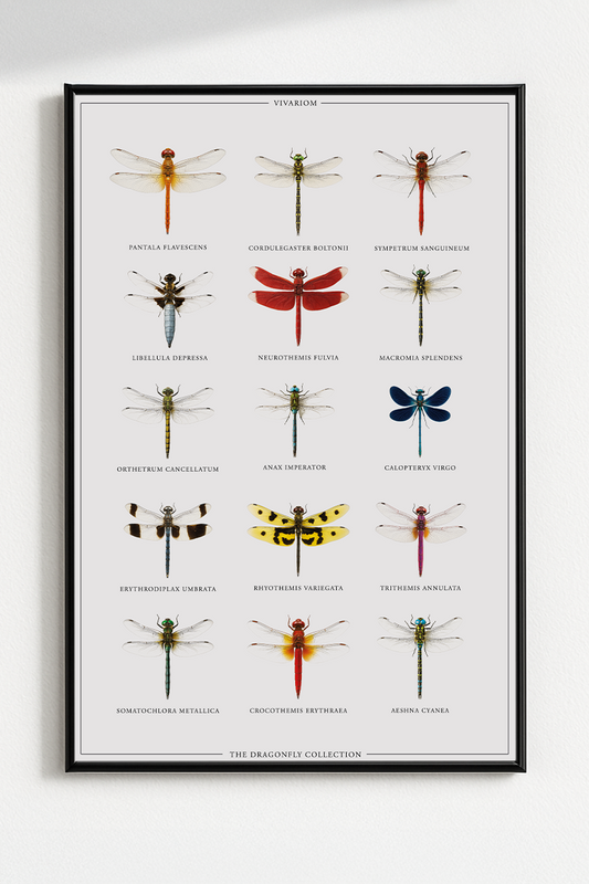DRAGONFLIES COLLECTORS POSTER