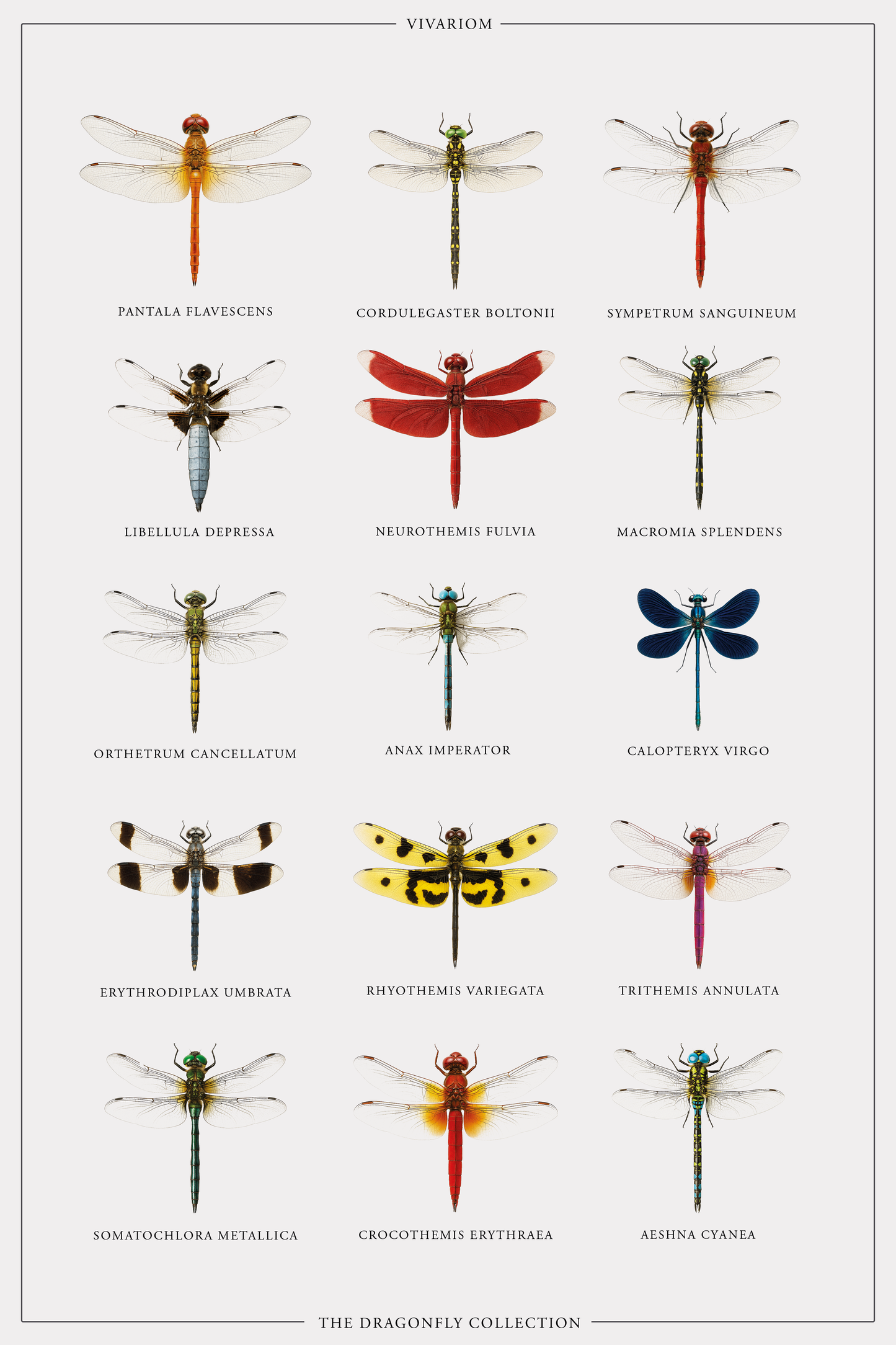 DRAGONFLIES COLLECTORS POSTER
