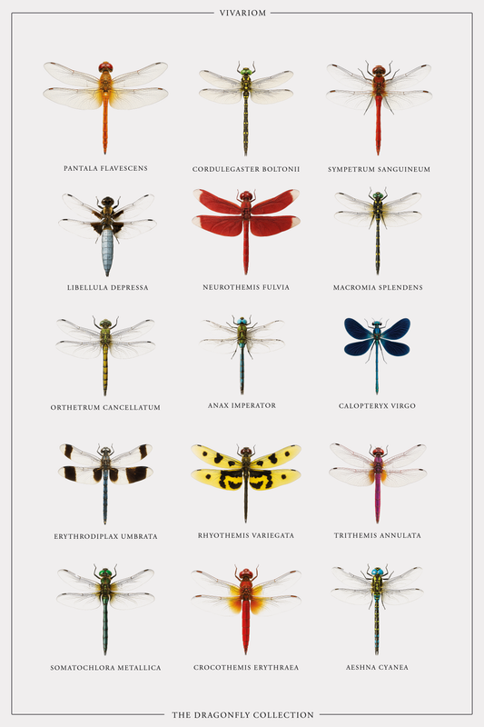 DRAGONFLIES COLLECTORS POSTER