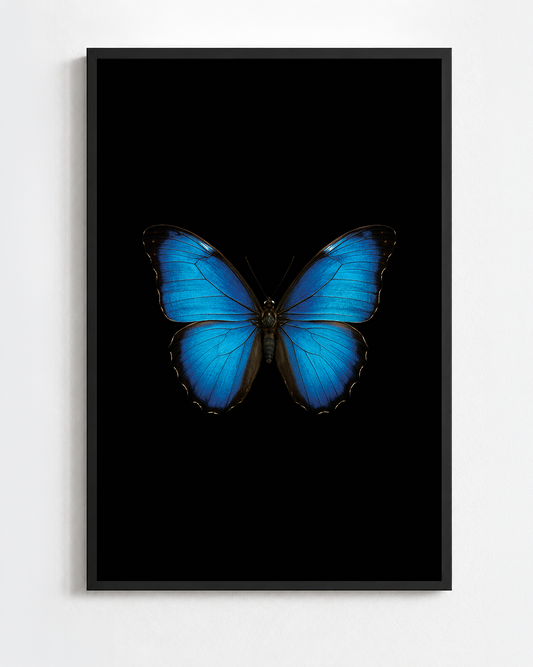 MORPHO MENELAUS