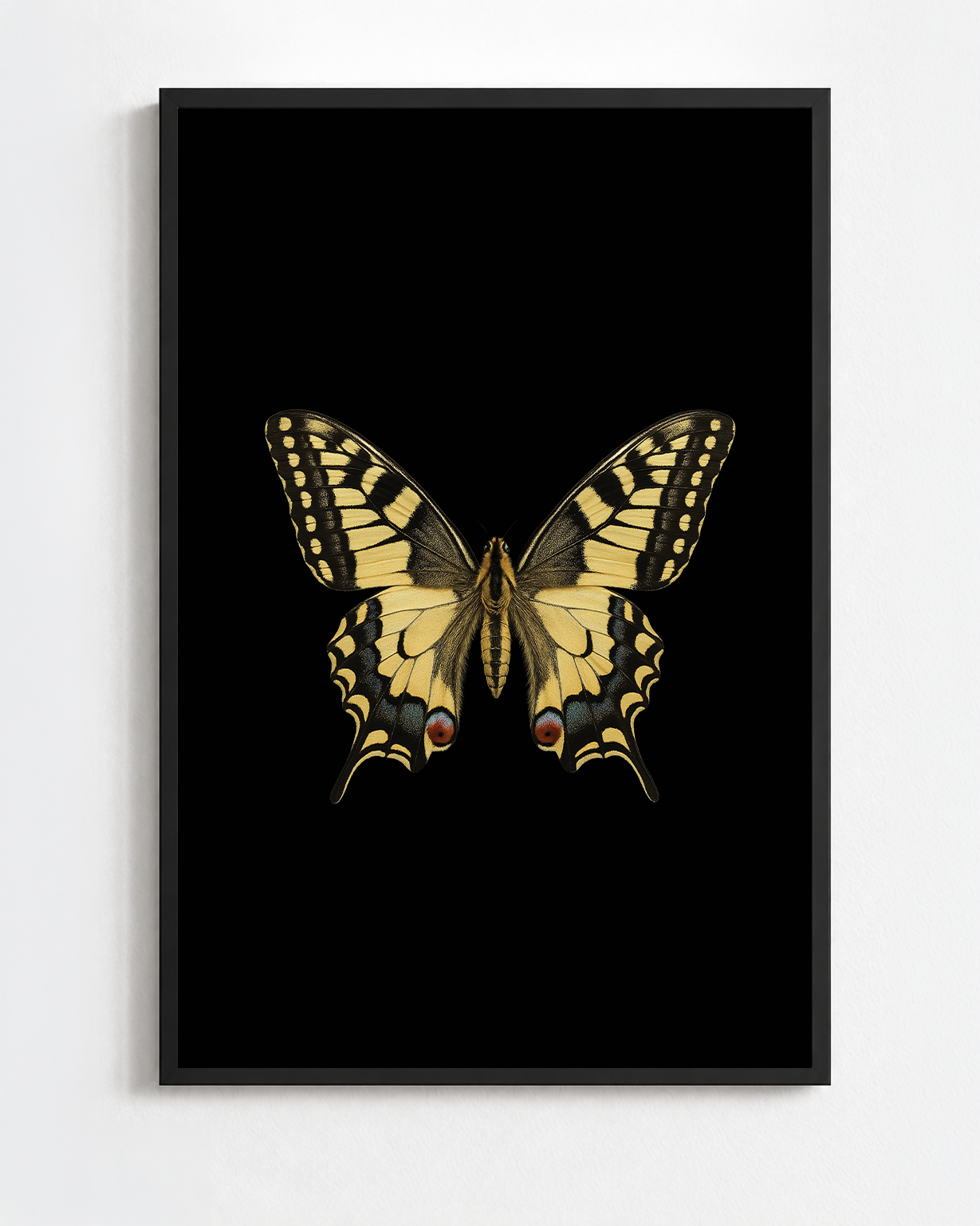PAPILIO MACHAON