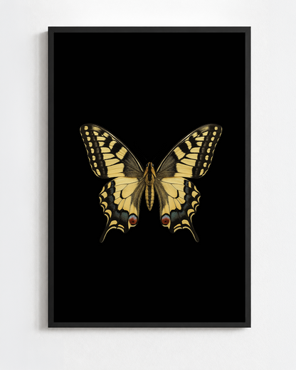 Scientific illustration of the Old World Swallowtail (Papilio machaon)