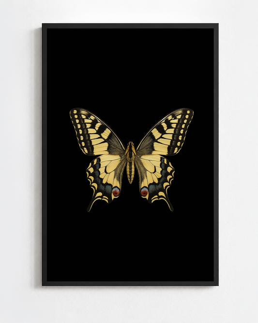 PAPILIO MACHAON