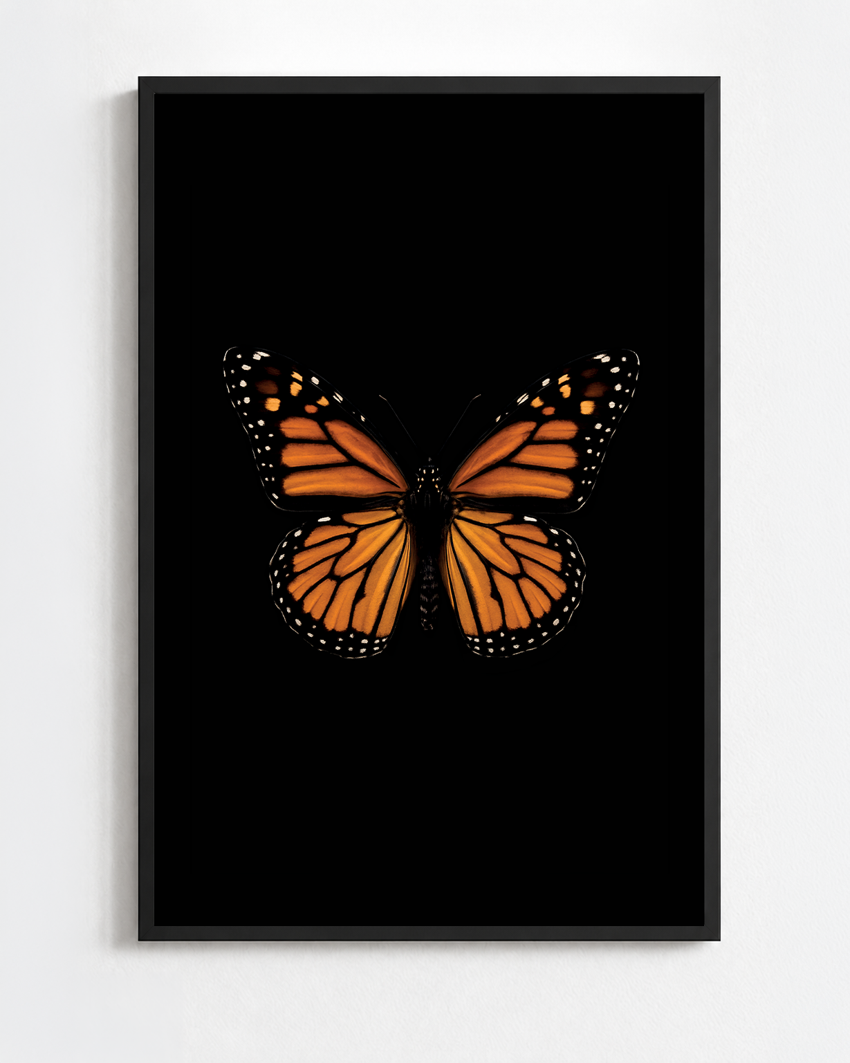 DANAUS PLEXIPPUS