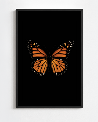 Scientific illustration of the Monarch Butterfly (Danaus plexippus)