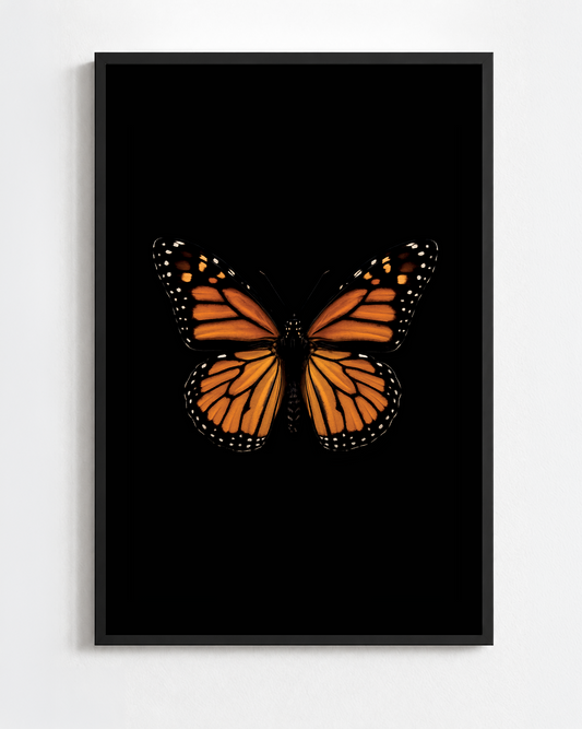 DANAUS PLEXIPPUS
