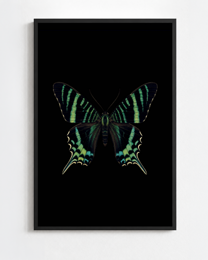 Scientific illustration of the Green-banded Urania (Urania leilus)
