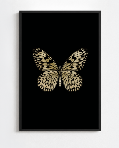 Scientific illustration of the Paper Kite Butterfly (Idea leuconoe)