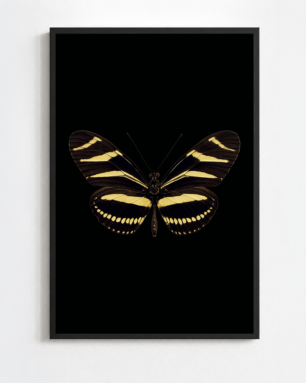 HELICONIUS CHARITONIA