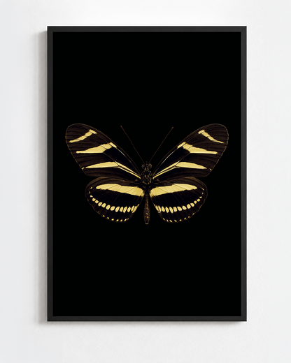 Scientific illustration of the Zebra Longwing (Heliconius charithonia)