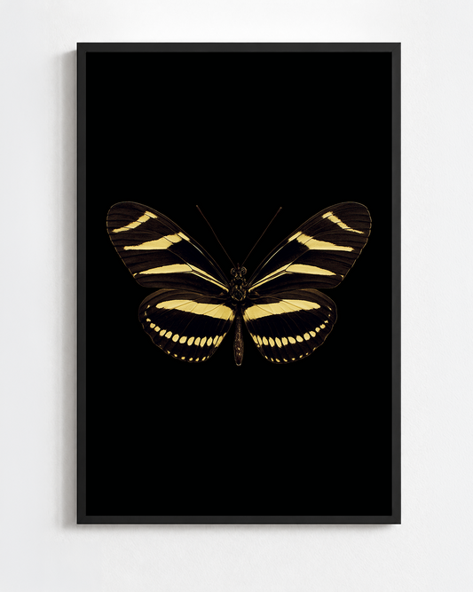 HELICONIUS CHARITONIA