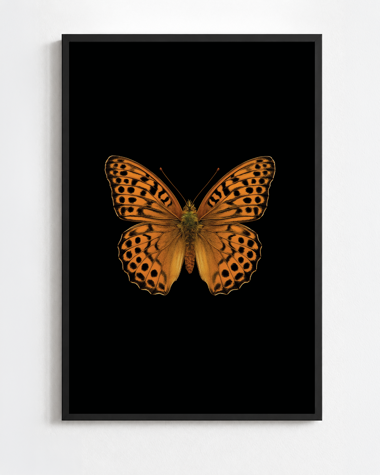 ARGYNNIS PAPHIA