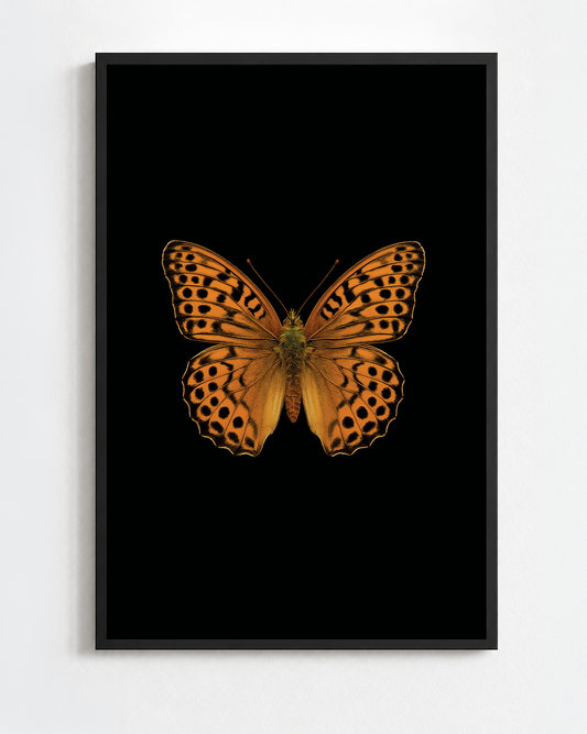 ARGYNNIS PAPHIA