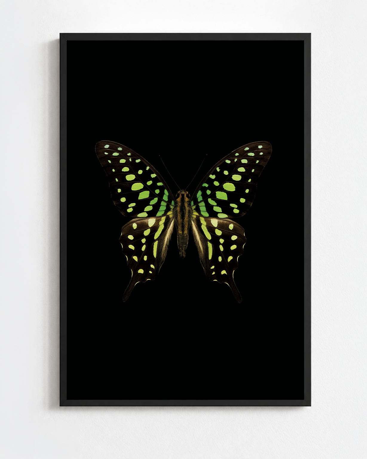 GRAPHIUM AGAMEMNON