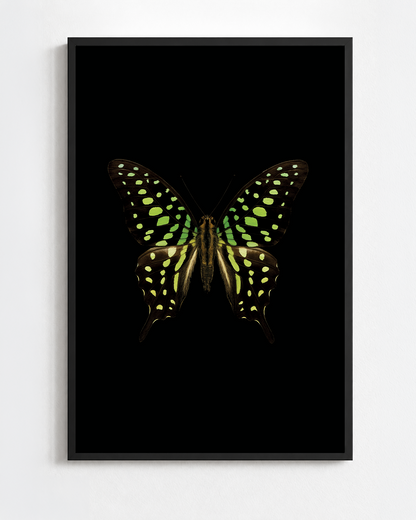 Scientific illustration of the Tailed Jay (Graphium agamemnon)