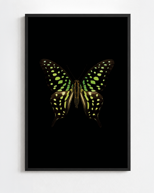 GRAPHIUM AGAMEMNON