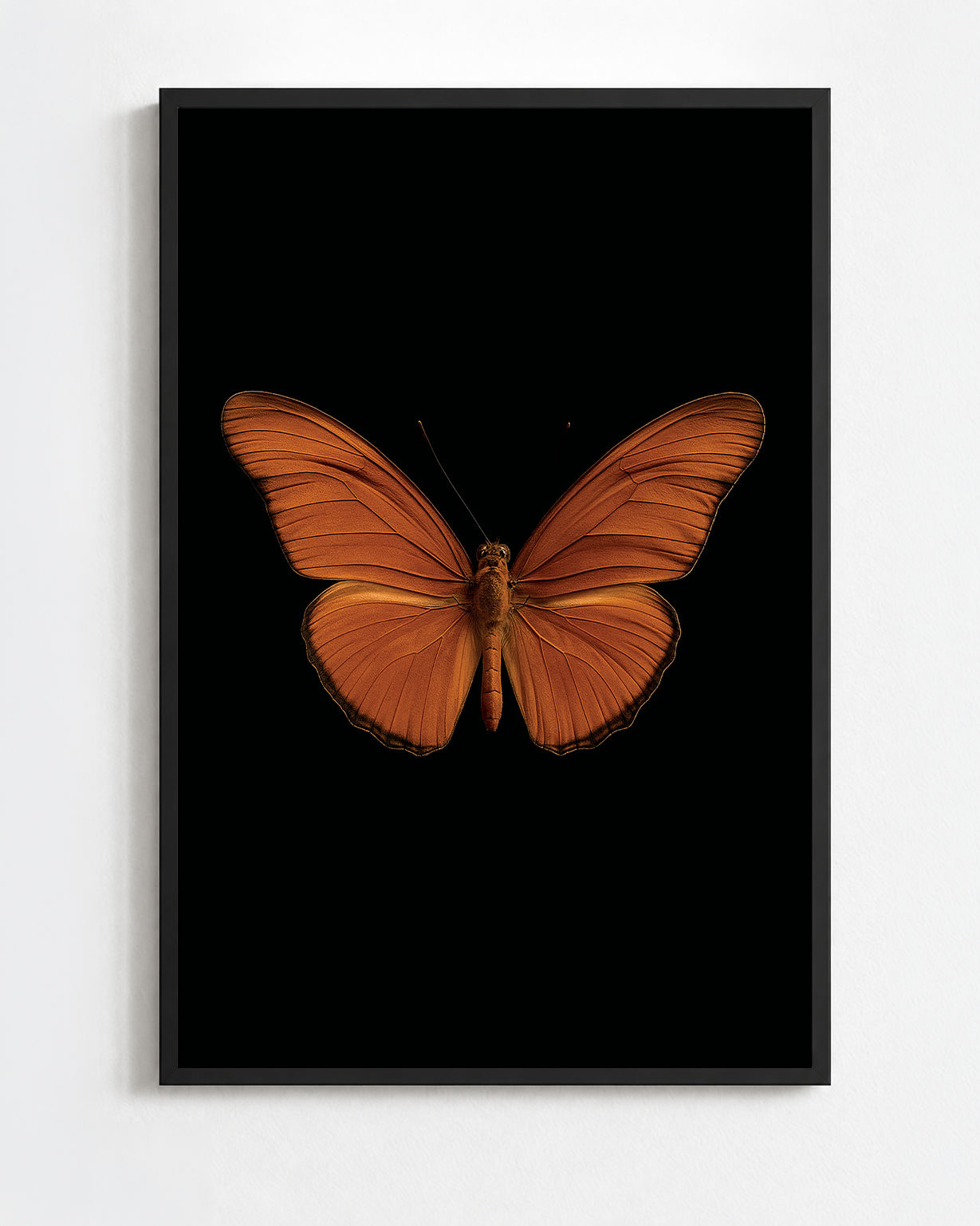 DRYAS IULIA