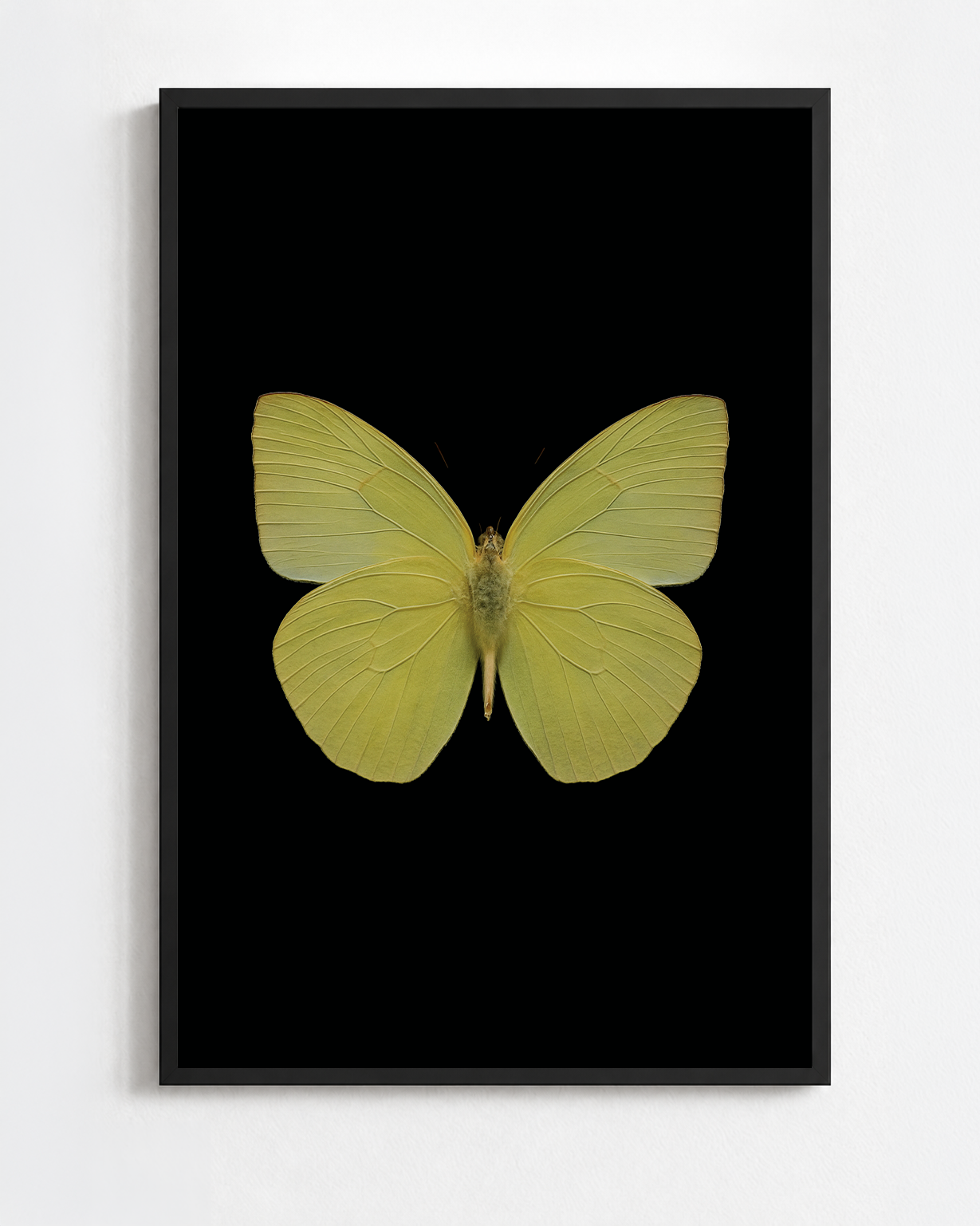 CATOPSILIA POMONA