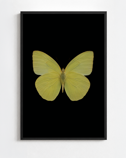 Scientific illustration of the Lemon Emigrant (Catopsilia pomona)