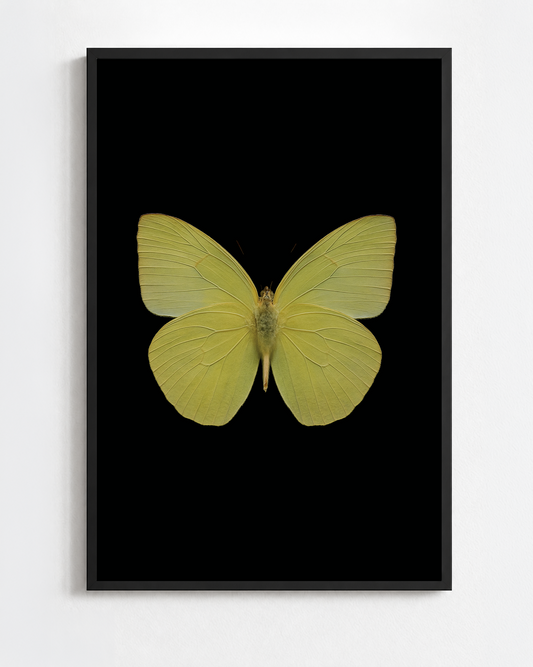 CATOPSILIA POMONA