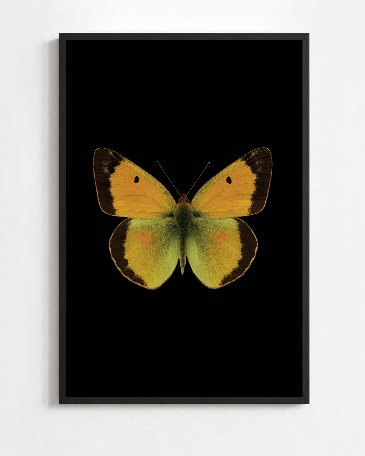 COLIAS CROCEA