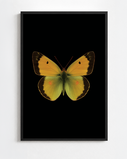 Scientific illustration of the Clouded Yellow (Colias crocea)
