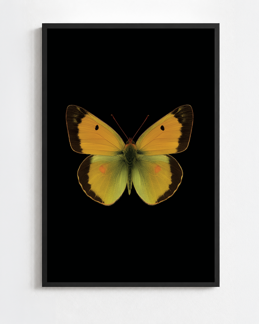COLIAS CROCEA