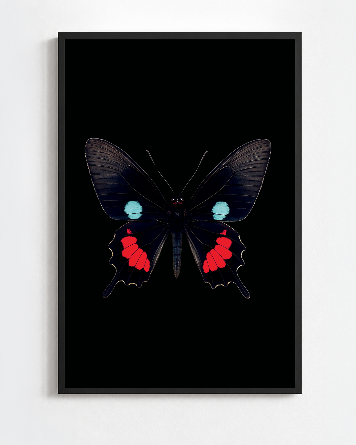 PARIDES IPHIDAMAS