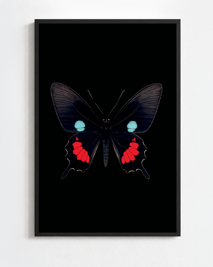 Scientific illustration of the Iphidamas Cattleheart (Parides iphidamas)