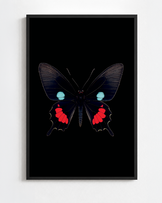 PARIDES IPHIDAMAS
