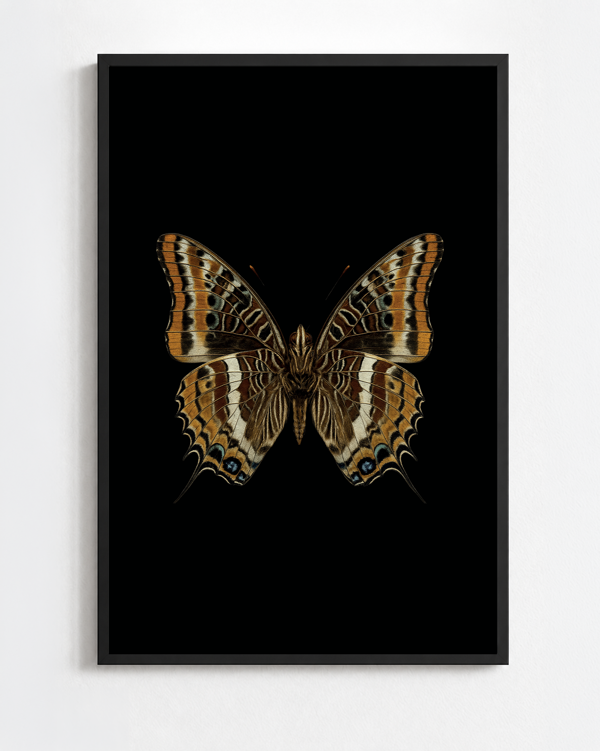 CHARAXES JASIUS
