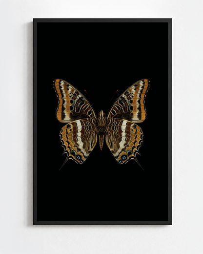 Scientific illustration of the Two-tailed Pasha (Charaxes jasius)