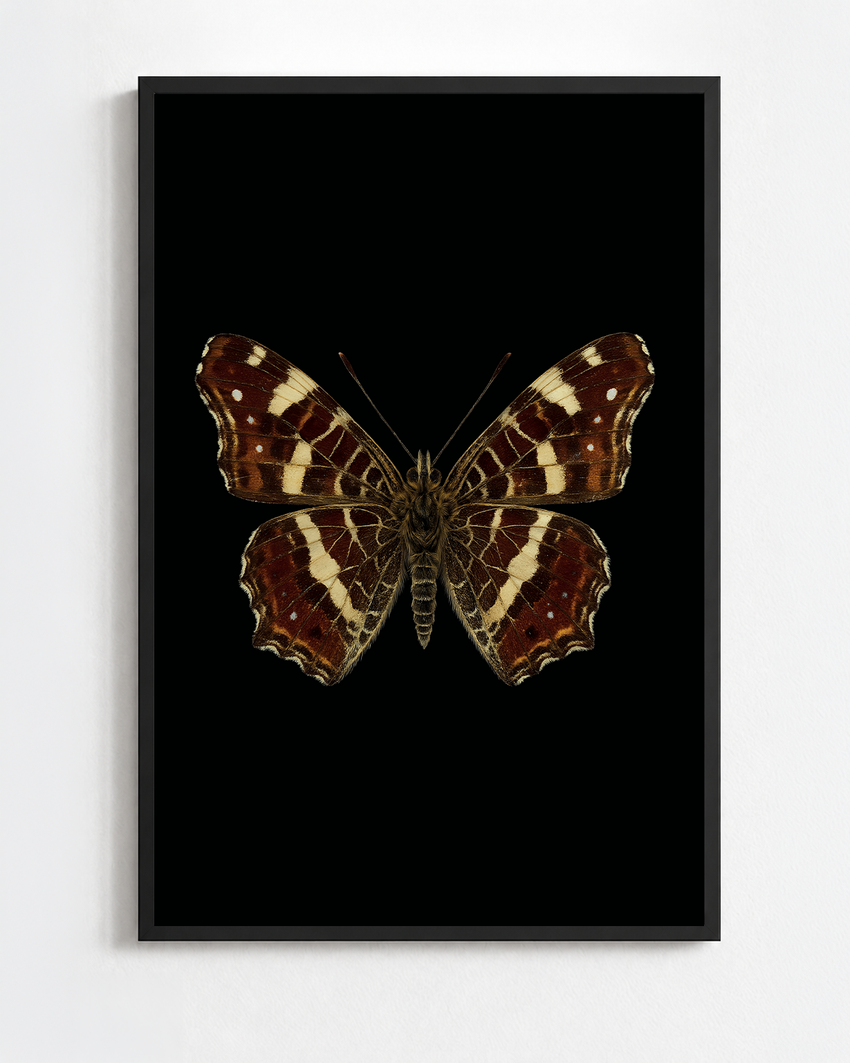 ARASCHNIA LEVANA