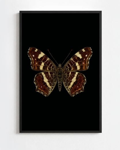 Scientific illustration of the Map Butterfly (Araschnia levana)
