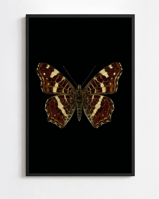 ARASCHNIA LEVANA