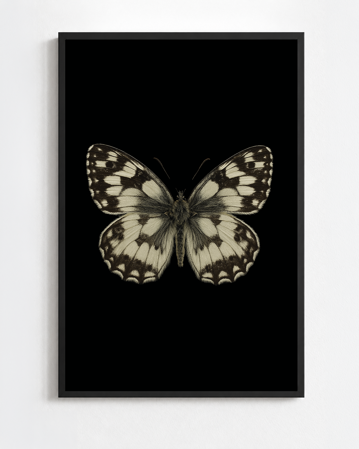 MELANARGIA GALATHEA