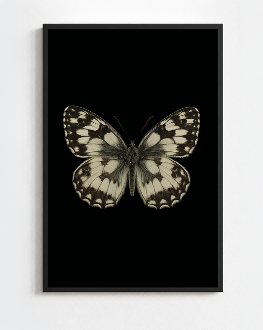 MELANARGIA GALATHEA