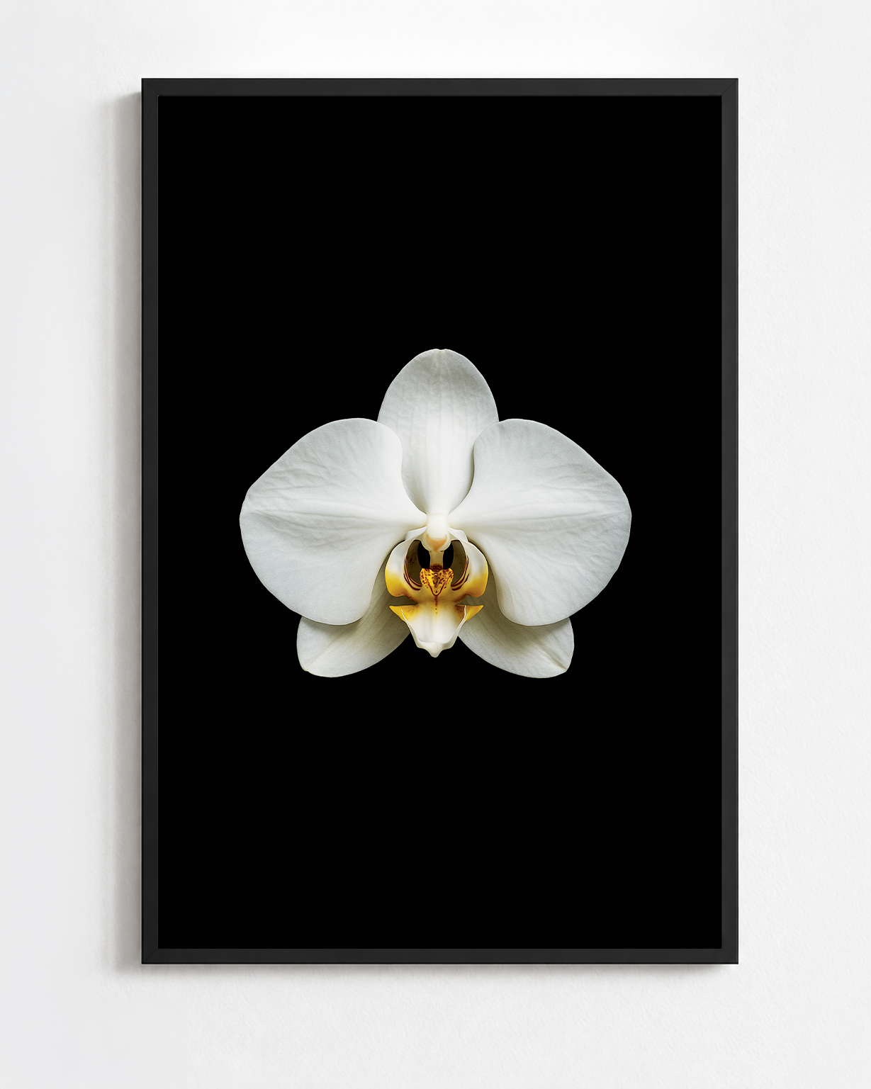 PHALAENOPSIS AMABILIS
