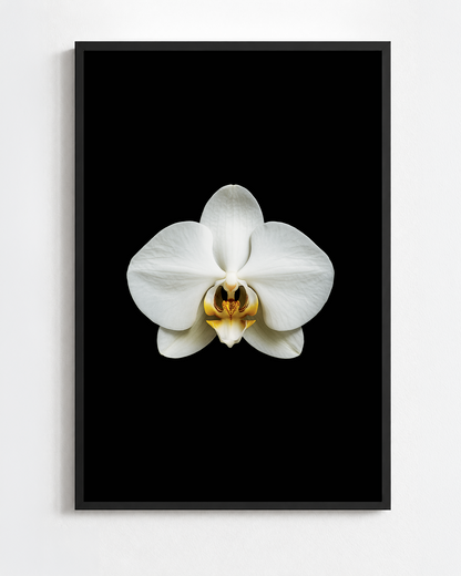 Scientific illustration of the Moth Orchid (Phalaenopsis amabilis)