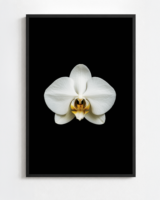 PHALAENOPSIS AMABILIS